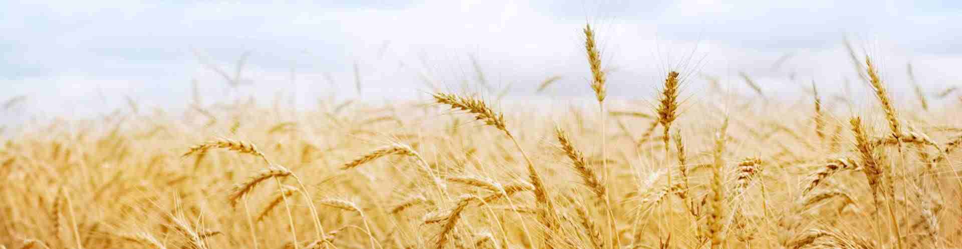 Non-standard Brushless Motor Customization Specialist 