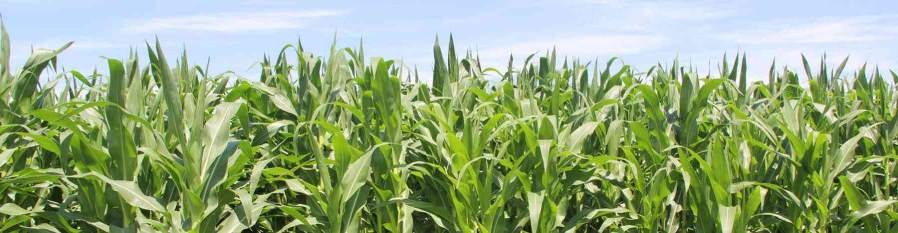 Efficient Delivery + 24h Online After-Sales 