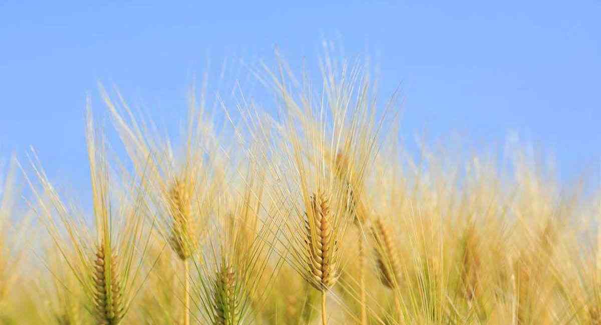 उच्च-प्रदर्शन ग्राहक सेवा · त्वरित वितरण