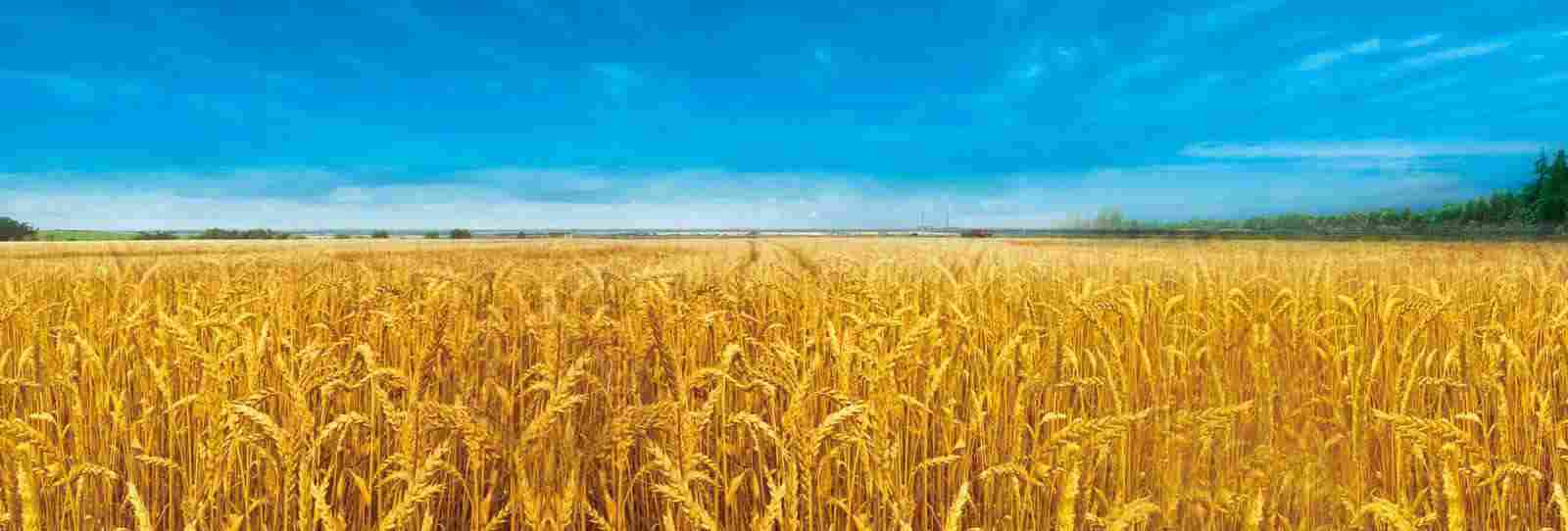 خبير محركات كهربائية 