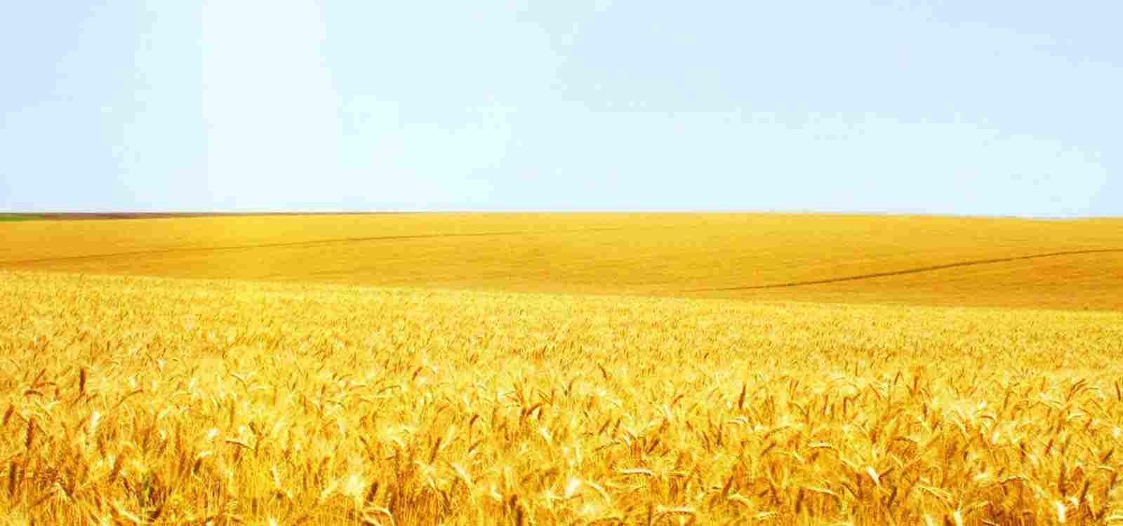 خبير المحركات الكهربائية بدون فرش 